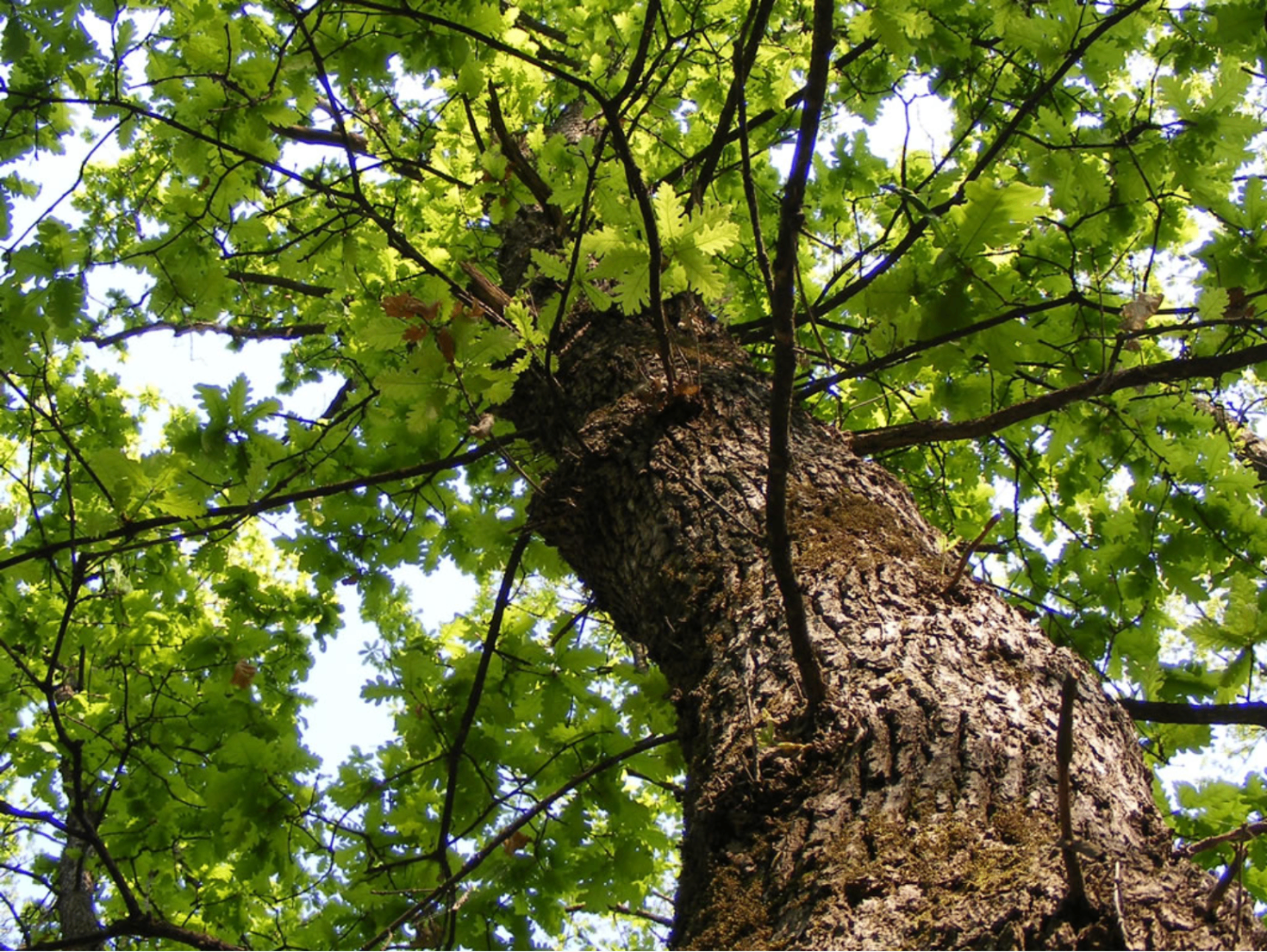 Waldbestattung